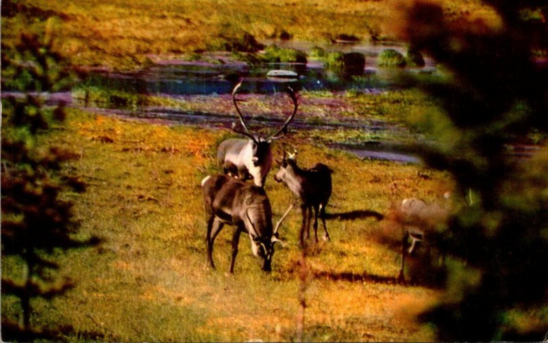 Alaska Wildlife Caribou During Fall Migration 1959