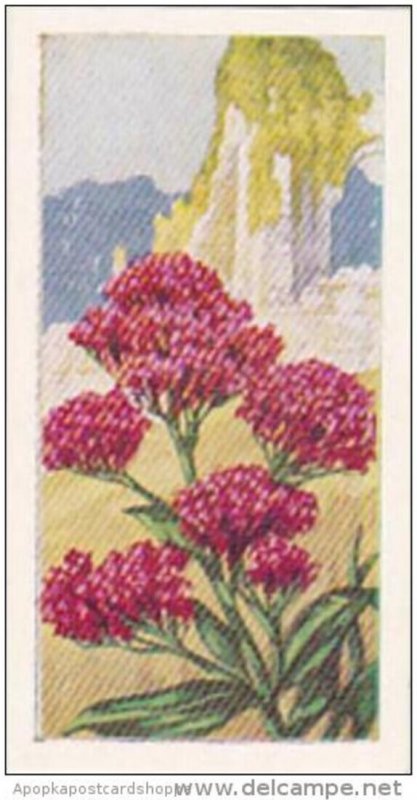 Glengettie Trade Card Wild Flowers No 22 Red Valerian