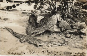 PC SINGAPORE, CROCODILES, Vintage REAL PHOTO Postcard (B42283)