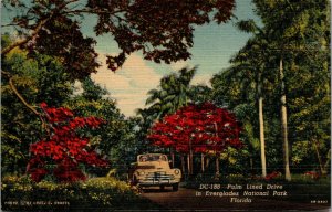 Vtg 1940s Palm Lined Drive Everglades Natiponal Park Florida FL Linen Postcard