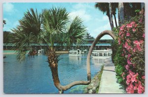 Silver Springs Florida~Crooked Palm~Glass Bottom Boats~1950s Postcard