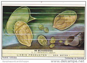 Liebig Trade Card s1751 Bilharziosis Parasite Disease No 2 Miracidium stadium