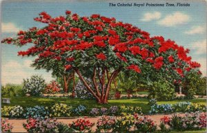 Florida Beautiful Royal Poinciana Tree In Bloom 1946 Curteich