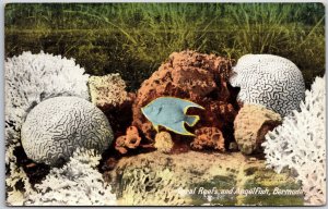 Coral Reefs And Angelfish Bermuda Yankee Store Published Postcard