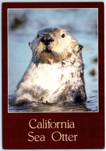 Postcard - California Sea Otter - California