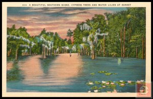 A Beautiful Southern Scene, Cypress Trees and Water Lilies at Sunset