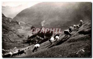 Old Postcard Pau Terroir pyreneen high mountain Grazing Sheep