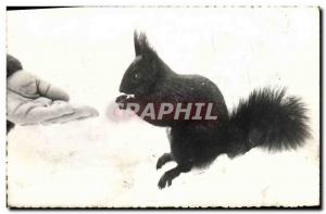 Old Postcard Squirrel