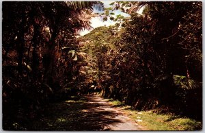 Typical Road Leading To El Yunque Rainforest Puerto Rico RPPC Postcard