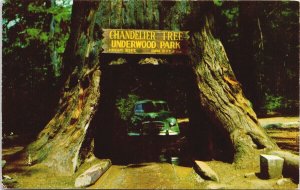 Redwood Highway CA Chandler Tree Underwood Park Automobile 1960s Postcard G62