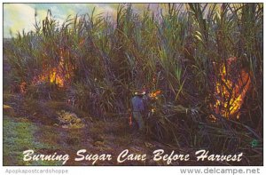 Hawaii Burning Sugar Cane Before Harvest