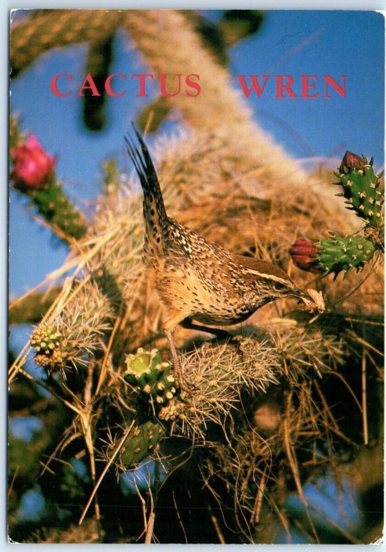 Postcard - Cactus Wren (Campylorhunchus brunnelcapillus)