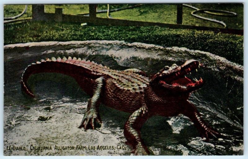 LOS ANGELES, CA    EL DIABLO  California Alligator Farm  ca 1910s  Postcard