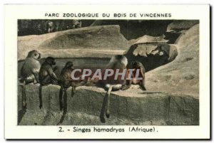 Image Zoo de Vincennes wood monkey hamadryas Africa Monkeys