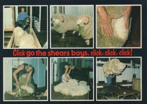 Australia Postcard - Shearing at The Winona Merino Sheep Stud, Guigong RR9308