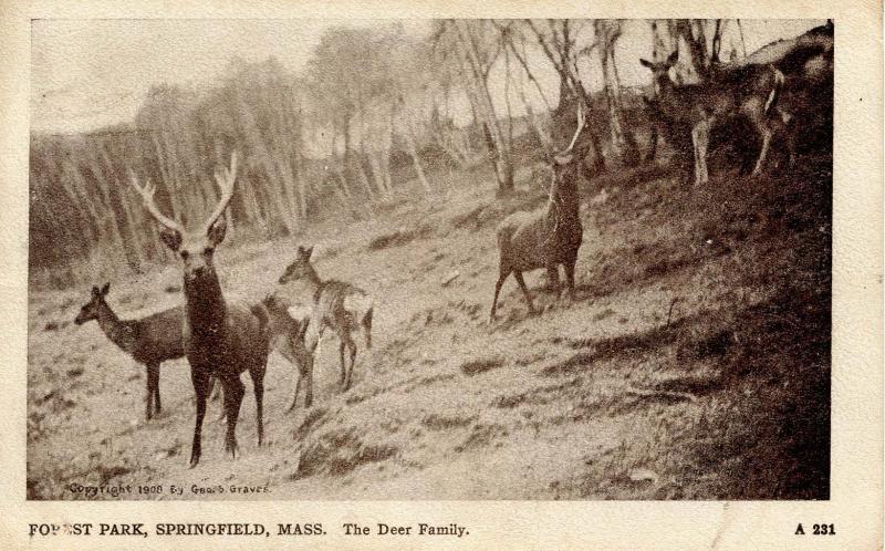 MA - Springfield. Forest Park, Deer Family