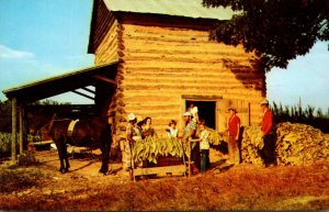 Stringing Tobacco At Harvest Time