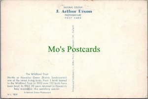 Birds Postcard - The Wildfowl Trust  SW6292