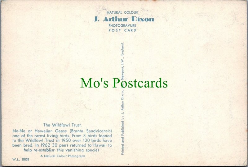Birds Postcard - The Wildfowl Trust  SW6292