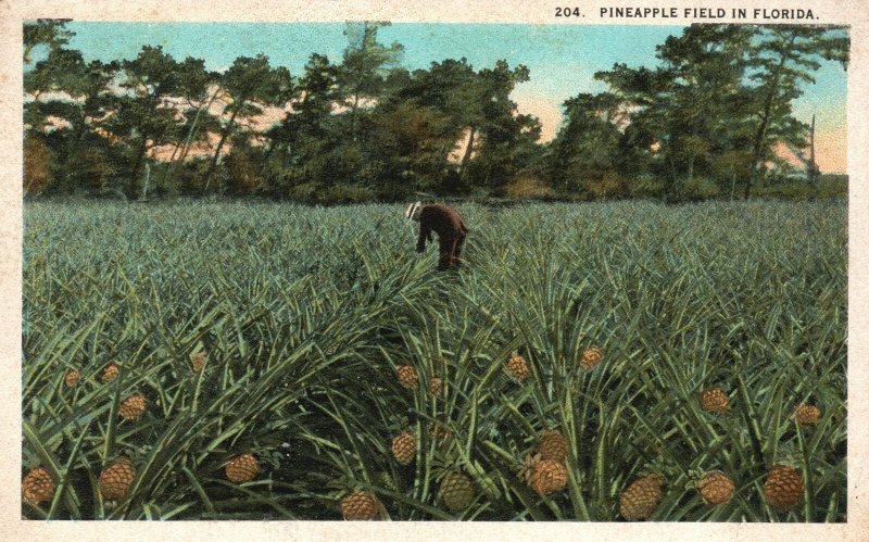 Vintage Postcard 1924 Pineapple Field Fruit Farm Harvest Florida Asheville Pub.