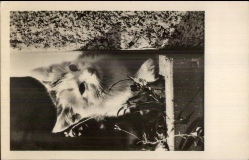 Kitten Kitty Cat on Window Lodge German Real Photo Postcard