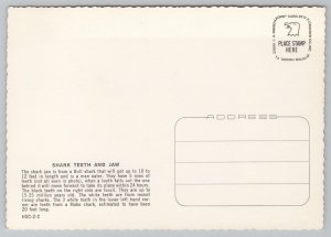 Animal~Shark Jaw And Teeth~Bull Shark~Continental Postcard 