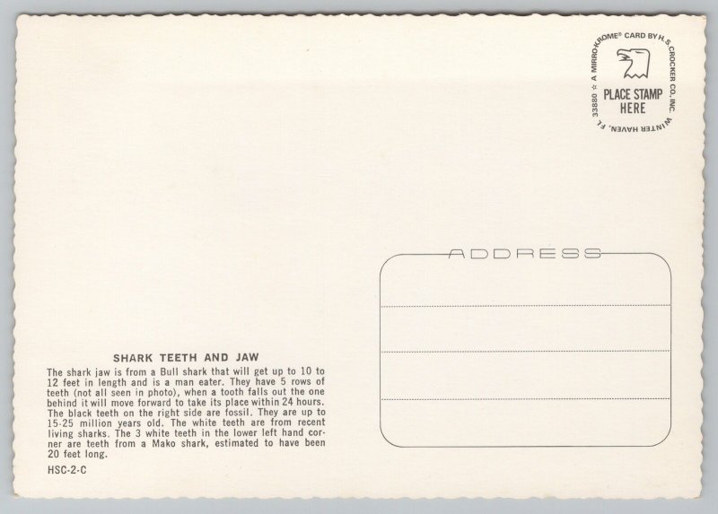 Animal~Shark Jaw And Teeth~Bull Shark~Continental Postcard 