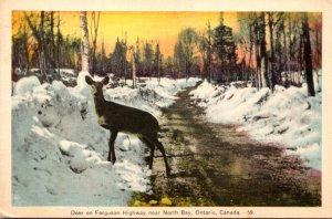 Canada Ontario Deer On Ferguson Highway Near North Bay