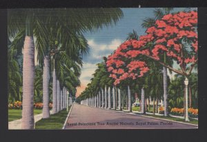 Florida Royal Poinciana Tree Amidst Majestic Royal Palms ~ Linen