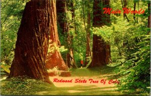 Postcard CA Muir Woods - Redwood State Tree of California