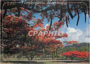 Modern Postcard Martinique blazing on the road vauclin