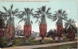 Old Palms near Arrowhead Hotel San Bernardino CA