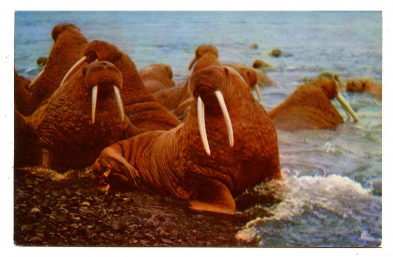 Walrus in Alaska