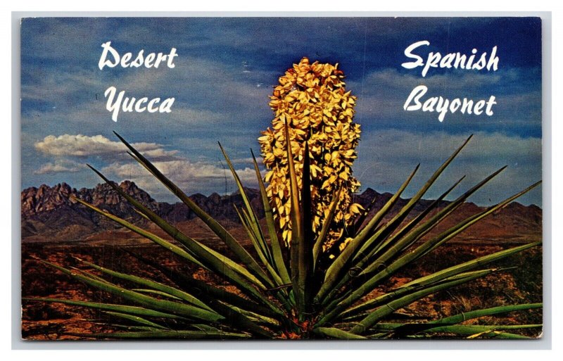 Desert Yucca In Bloom UNP Unused Chrome Postcard V23