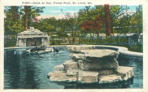 St Louis Missouri Seals at the Zoo, Forest Park White Border Postcard Unused