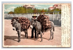 Jackasses Donkeys Bearing A Burden Burros Detroit Publishing UDB Postcard W21