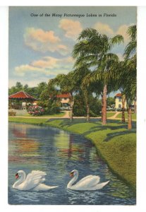 FL - Swans on Picturesque Lake