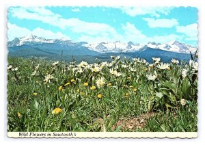 Wildflowers In The Sawtooth's Idaho Postcard Continental Scenic View Card