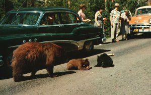 Mother Bear Supervises Her Cub's Diet J. Boyd Ellis Pub. Vintage Postcard