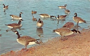 Canada Geese in Mahwah, New Jersey