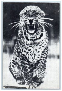 Ringling Bros And Barnum & Bailey Circus African Leopard Animals Postcard