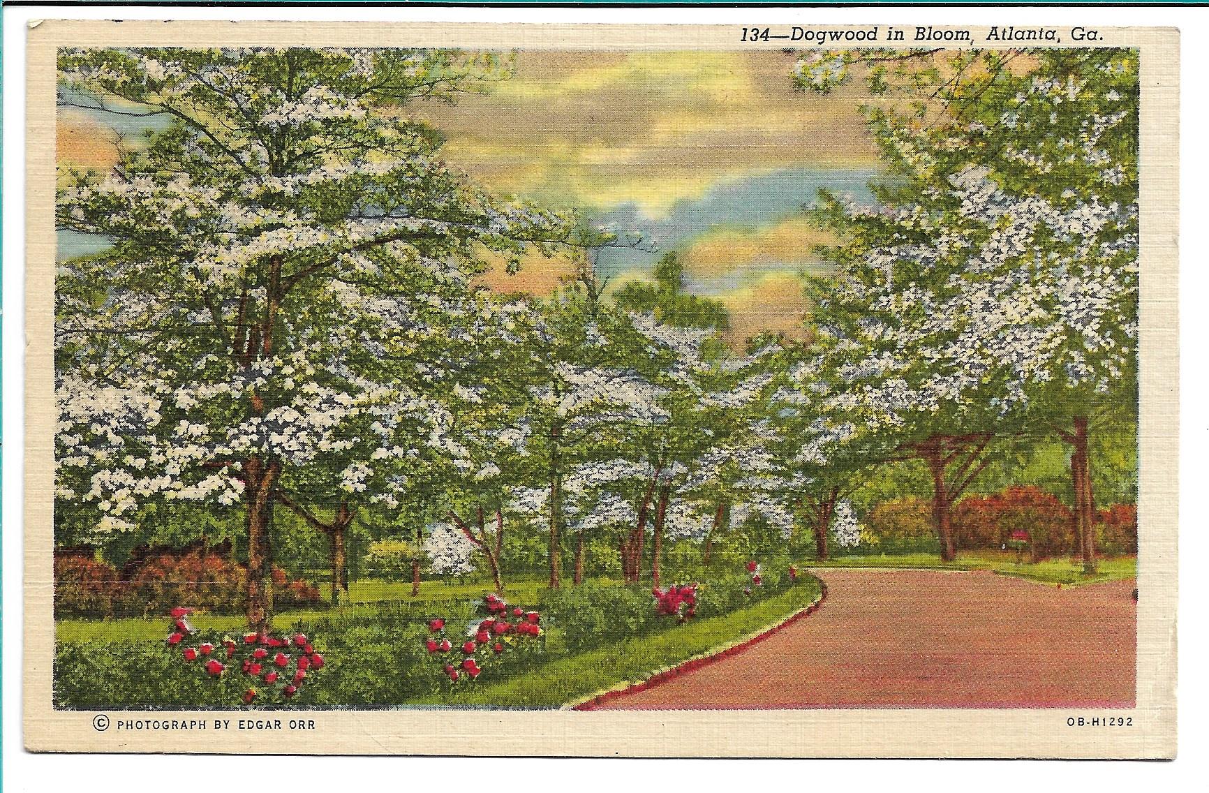 Atlanta, GA Dogwood In Bloom 1957 United States