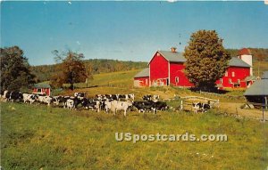 Farm Scene - Livingston Manor, New York NY Postcard