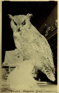 RPPC Great Horned Owl Mead Clearwater Real Photo Postcard