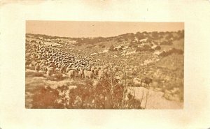 Sweetwater WY Sheep With Rare US Cancel RPPC