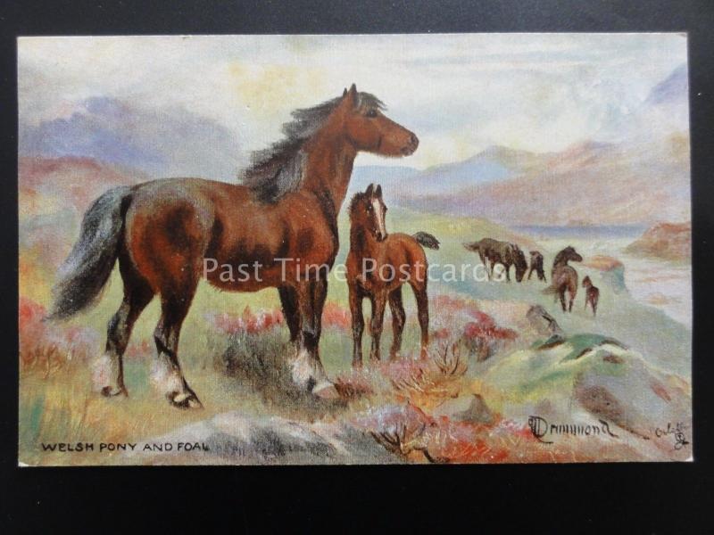 Horse Studies WELSH PONY AND FOAL After N. Drummond by Raphael Tuck 9065