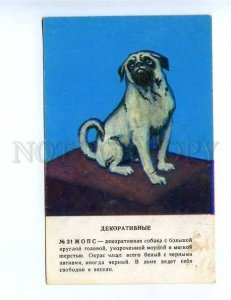 181769 Pug by Glikman old postcard
