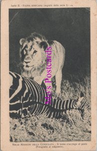 Africa Postcard - Dead Zebra and Lion, Nelle Missioni Della Consolata RS37596