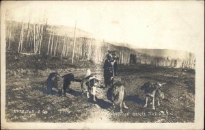 Hazleton British Columbia Sleddogs Dogs Transport Before GTP Railway c1910 RPPC