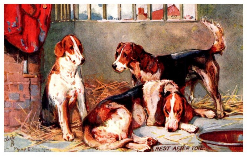 Dog   ,  Fox Hounds